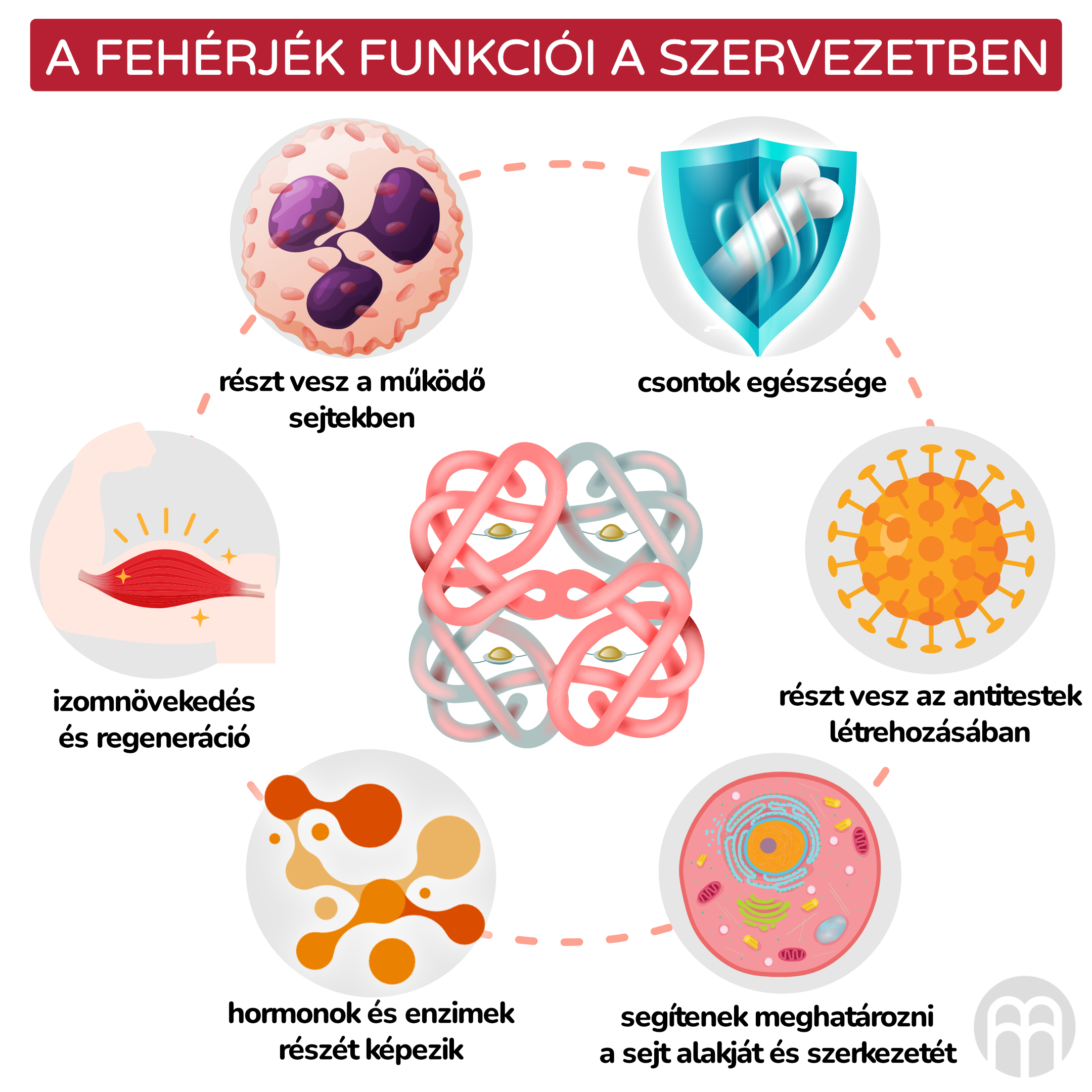 Funkce bílkovin v těle_inforgafika_hu